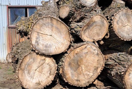 Konkurs ofert na sprzedaż drewna pochodzącego z wycinki drzew rosnących w pasach drogowych