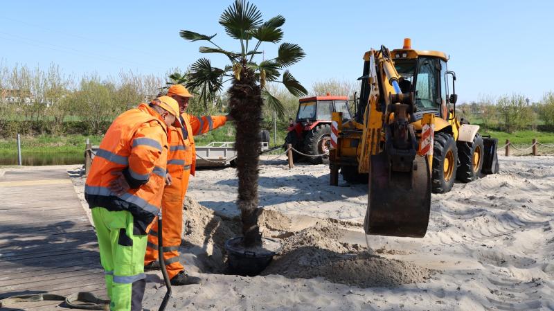 Palmy na Plaży nad Bzurą